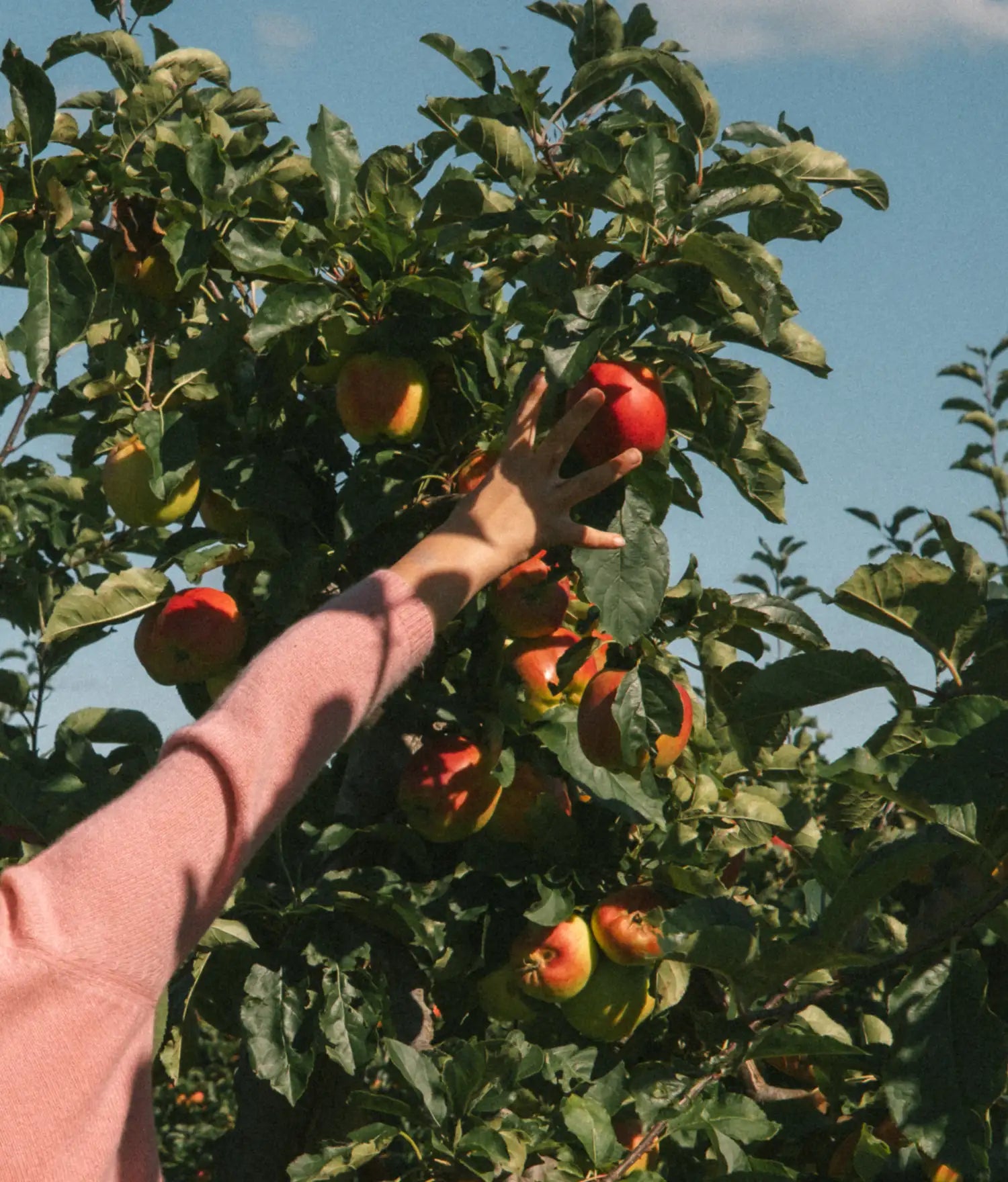 Hand i rosa stickad ärm som sträcker sig upp för att plocka ett rött äpple från ett träd mot blå himmel
