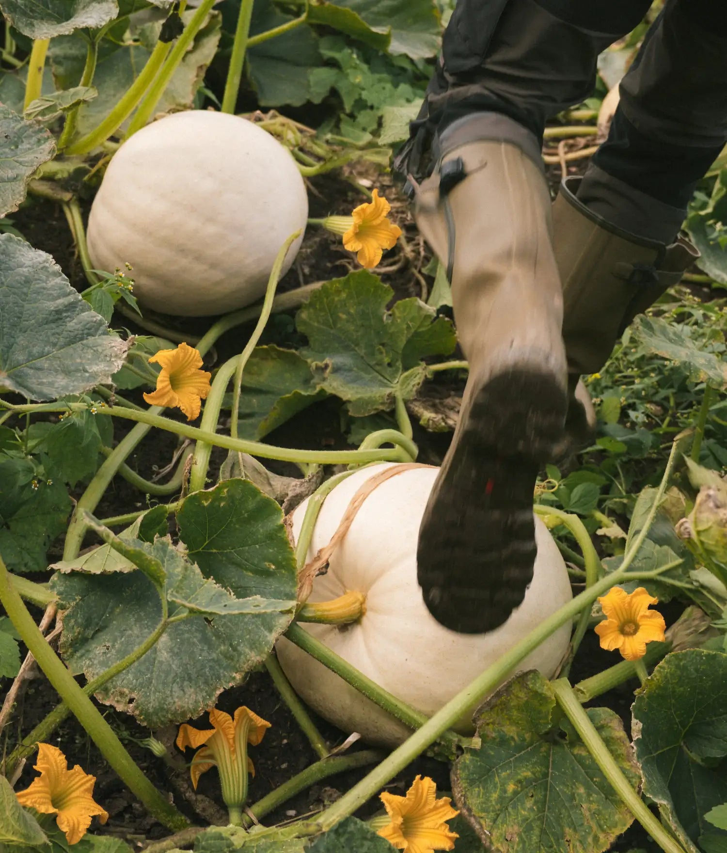 Person i gummistövlar går genom ett pumpaland med vita pumpor och gula blommor